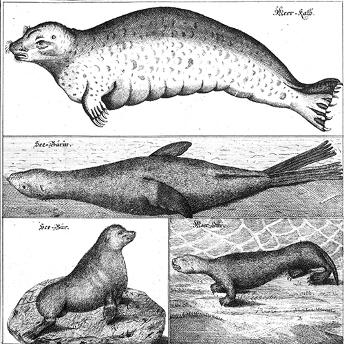 Abbildung aus Georg Wilhelm Stellers „Ausführliche Beschreibung von sonderbaren Meerthieren“ (Halle 1753) (Foto: Wikipedia/Wikimedia Commons)